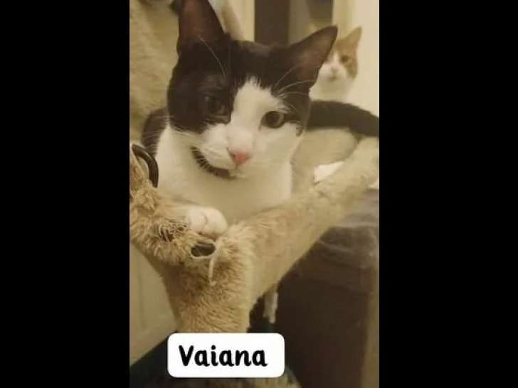 En attente d'adoption : chatte noire et blanche