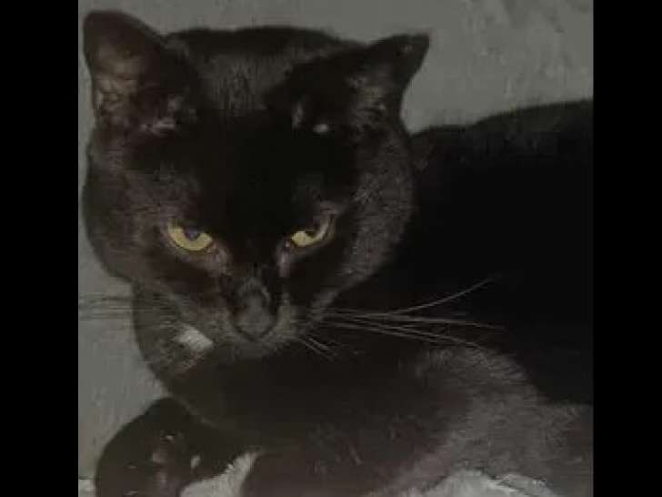 Prête pour l’adoption : chatte âgée de 4 ans