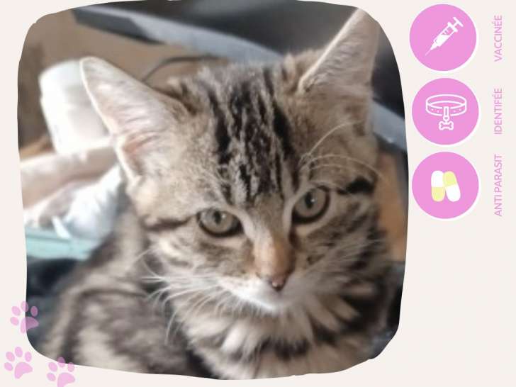 En attente d'une famille : chatonne grise