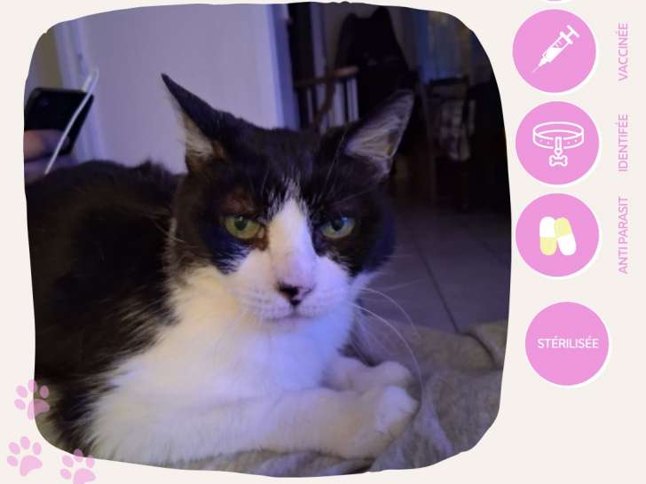 À accueillir : chatte noire et blanche