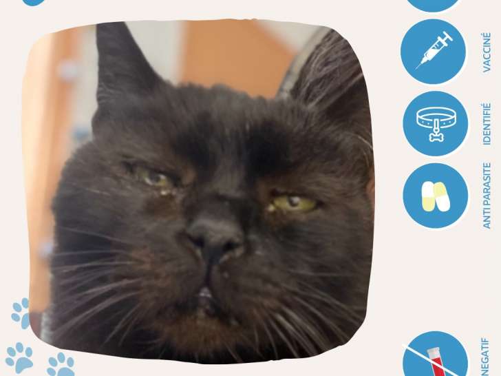 En quête d'une famille : chat de couleur noire