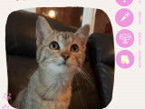 Adoption disponible : chatonne de 4 mois