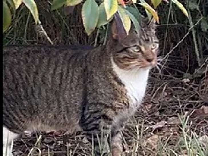 Chat âgé d’un an disponible à l'adoption