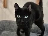 Chatte noire pr&ecirc;te pour l'adoption