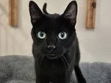 Chatte noire prête pour l'adoption