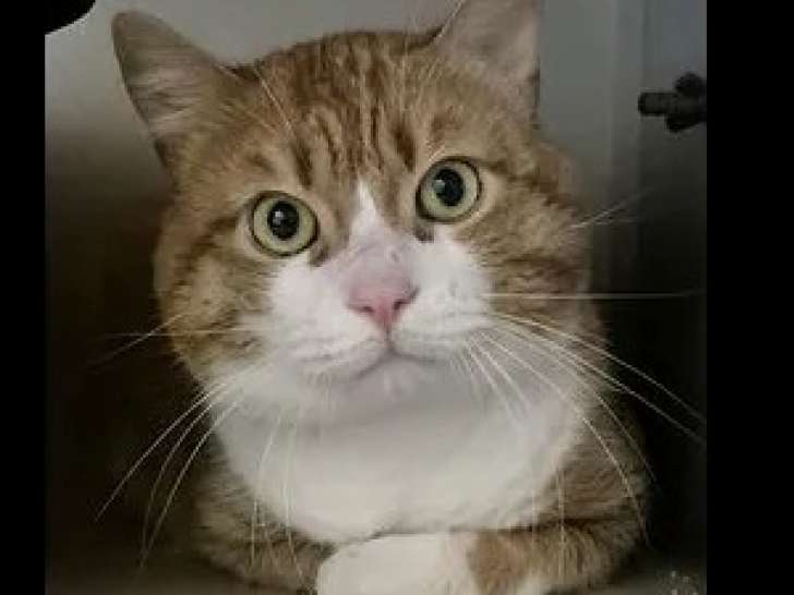 Adoption disponible : chat âgé de 8 ans