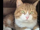 Adoption disponible : chat âgé de 8 ans