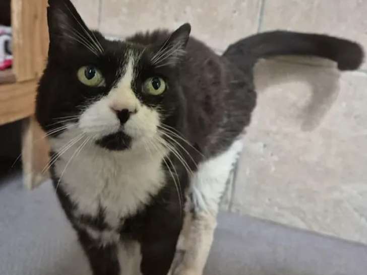 Chatte noire et blanche à la recherche d’une famille