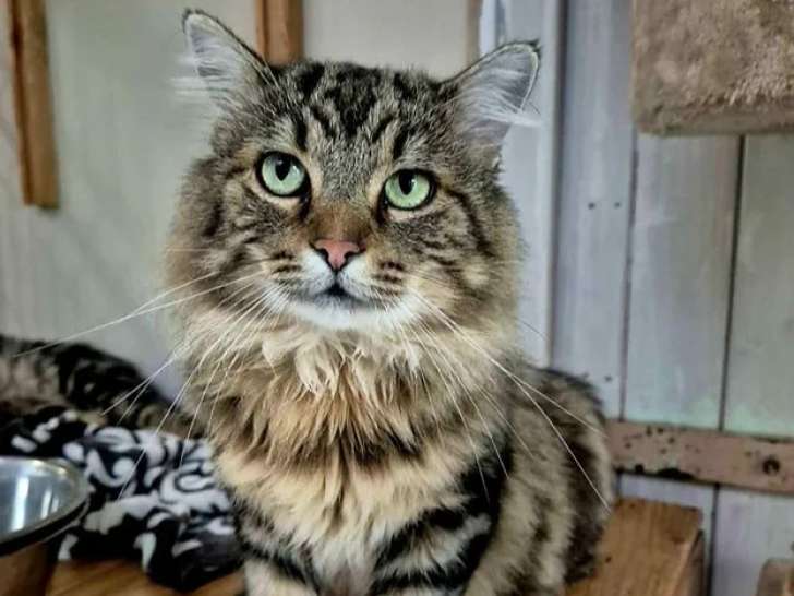 À adopter, chat âgé de 3 ans