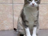 Disponible &agrave; l'adoption, chatte grise et blanche