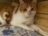 En attente d'adoption : chat roux et blanc