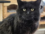 &Agrave; accueillir : chat de couleur noire
