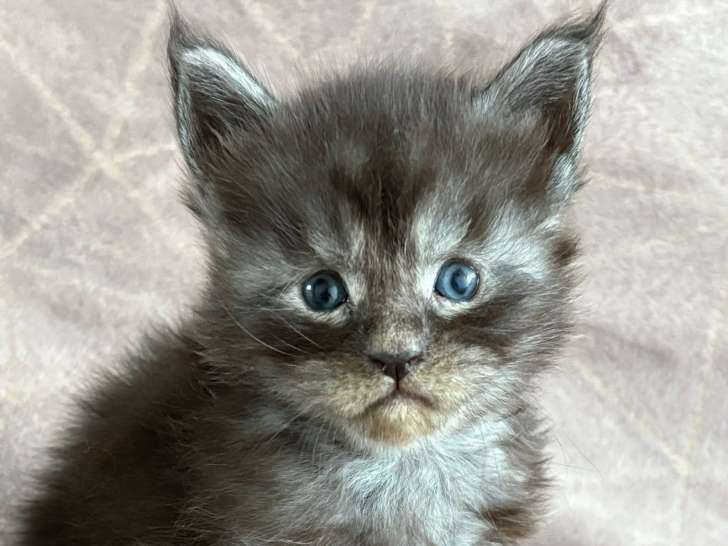 Chatons Maine Coon polydactyles &agrave; vendre