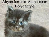 Chatons Maine Coon polydactyles &agrave; vendre