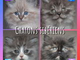 4 chatons Sib&eacute;riens LOOF &agrave; vendre