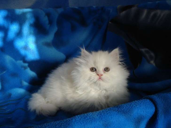 1 chaton mâle Persan LOOF à vendre, né en septembre 2025