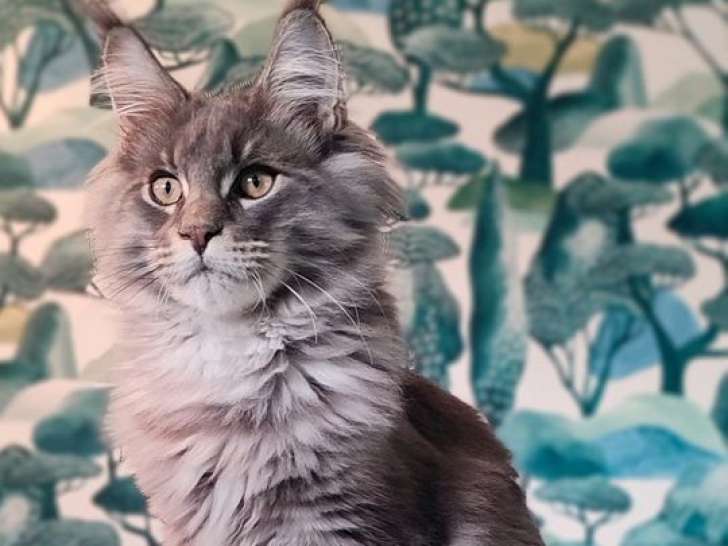 2 chatons Maine Coons LOOF à vendre