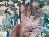 2 chatons Maine Coons LOOF à vendre