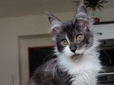 2 chatons Maine Coons LOOF à vendre