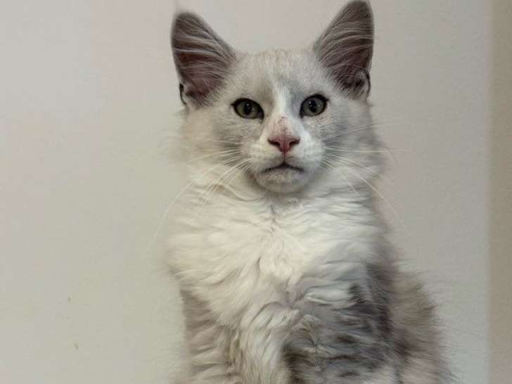 À vendre, 2 chatons Maine Coon LOOF