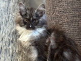 À vendre, 2 chatons Maine Coon LOOF