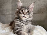 1 chaton femelle Maine Coon LOOF &agrave; vendre