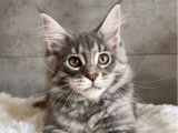 1 chaton femelle Maine Coon LOOF &agrave; vendre
