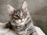 1 chaton femelle Maine Coon LOOF &agrave; vendre