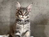 1 chaton femelle Maine Coon LOOF &agrave; vendre