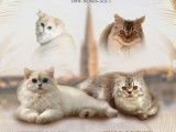 3 chatons British Longhairs LOOF &agrave; vendre