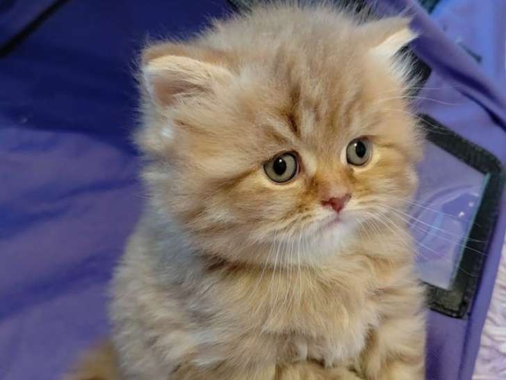 Réservation ouverte pour 3 chatons femelles Scottish/Highland Straight LOOF