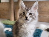 R&eacute;servation ouverte pour 1 chaton femelle Maine Coon LOOF