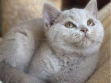 1 chaton femelle British Longhair LOOF &agrave; vendre