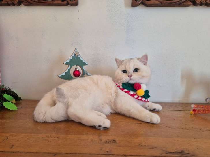 1 chaton mâle British Shorthair LOOF à vendre, né en juin 2025