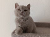 Magnifiques chatons British Shorthair &agrave; vendre