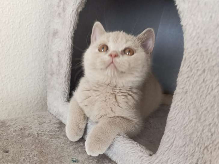 Magnifique chaton British Shorthair à vendre