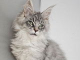 2 chatons Maine Coons LOOF &agrave; vendre