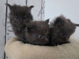 6 chatons Maine Coons &agrave; r&eacute;server, 5 m&acirc;les et 1 femelle n&eacute;s en octobre 2025