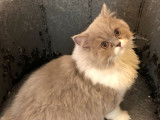 &Agrave; vendre, 1 chaton Highland Straight LOOF, m&acirc;le de 5 mois