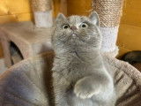 1 chaton femelle C&eacute;leste LOOF &agrave; vendre