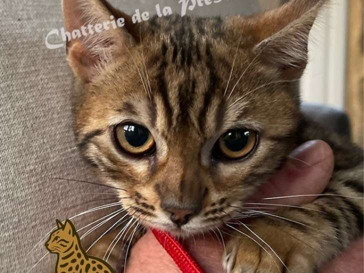 4 chatons Bengals LOOF à vendre, 3 mâles et 1 femelle de juin 2025