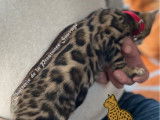 4 chatons Bengals LOOF à vendre, 3 mâles et 1 femelle de juin 2025