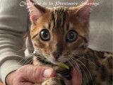 4 chatons Bengals LOOF à vendre, 3 mâles et 1 femelle de juin 2025