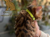 4 chatons Bengals LOOF à vendre, 3 mâles et 1 femelle de juin 2025