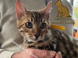 4 chatons Bengals LOOF à vendre, 3 mâles et 1 femelle de juin 2025
