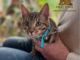 4 chatons Bengals LOOF à vendre, 3 mâles et 1 femelle de juin 2025