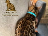 4 chatons Bengals LOOF à vendre, 3 mâles et 1 femelle de juin 2025