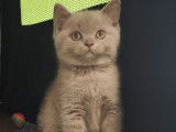 Chatons British Shorthairs LOOF &agrave; r&eacute;server