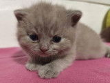 Chatons British Shorthairs LOOF &agrave; r&eacute;server