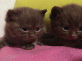 Chatons British Shorthairs LOOF &agrave; r&eacute;server